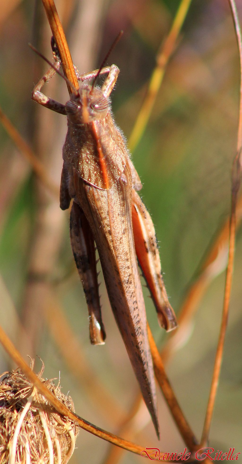 Anacridium aegyptium